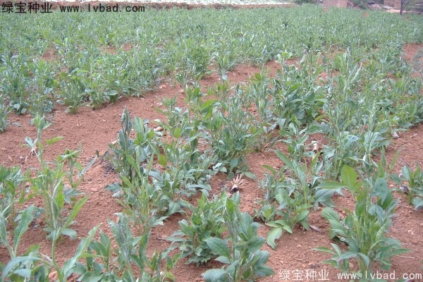 <a href='http://njszjj.com/yaocaizhongzi/2330.html' target='_blank'>白術(shù)</a><a href='http://njszjj.com/' target='_blank'>種子</a>