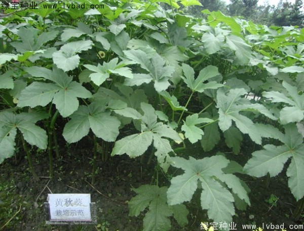 <a href='http://njszjj.com/yaocaizhongzi/2331.html' target='_blank'>黃秋葵種子</a>