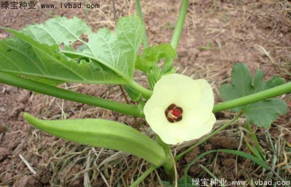 <a href='http://njszjj.com/yaocaizhongzi/2331.html' target='_blank'>黃秋葵種子</a>