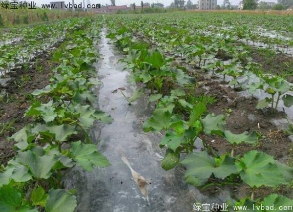 <a href='http://njszjj.com/yaocaizhongzi/2331.html' target='_blank'>黃秋葵</a><a href='http://njszjj.com/' target='_blank'>種子</a>