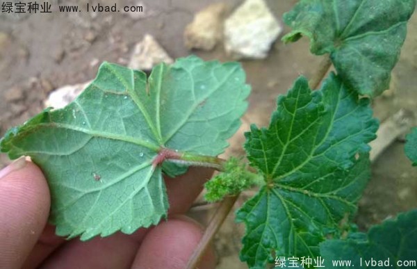 黃秋葵<a href='http://njszjj.com/' target='_blank'>種子</a>