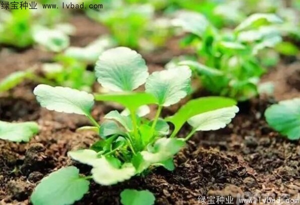 <a href='http://njszjj.com/yaocaizhongzi/2332.html' target='_blank'>蓖麻種子</a>