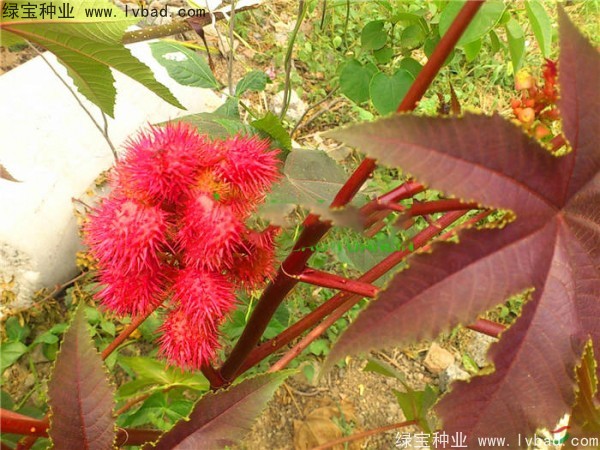 <a href='http://njszjj.com/yaocaizhongzi/2332.html' target='_blank'>蓖麻種子</a>