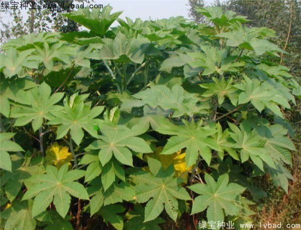 <a href='http://njszjj.com/yaocaizhongzi/2332.html' target='_blank'>蓖麻種子</a>