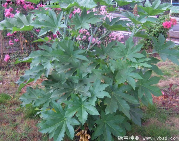 蓖麻<a href='http://njszjj.com/' target='_blank'>種子</a>