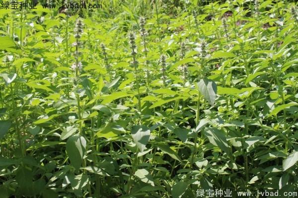 <a href='http://njszjj.com/yaocaizhongzi/2333.html' target='_blank'>荊芥種子</a>