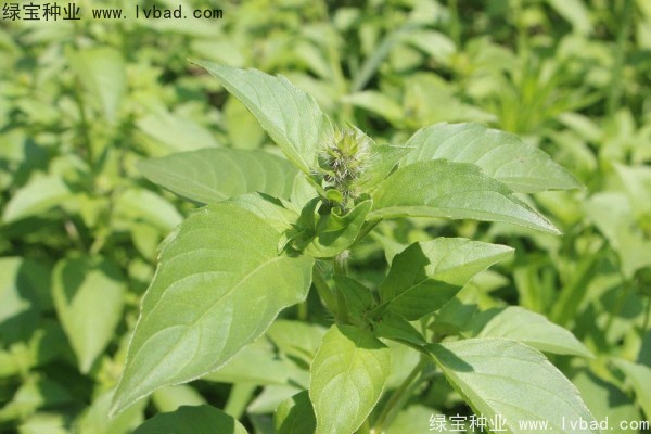 <a href='http://njszjj.com/yaocaizhongzi/2333.html' target='_blank'>荊芥種子</a>