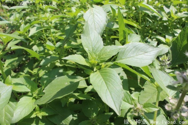 荊芥<a href='http://njszjj.com/' target='_blank'>種子</a>
