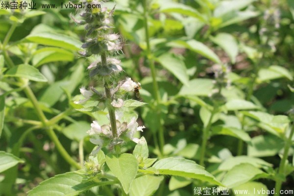 <a href='http://njszjj.com/yaocaizhongzi/2333.html' target='_blank'>荊芥種子</a>
