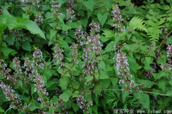 荊芥<a href='http://njszjj.com/' target='_blank'>種子</a>
