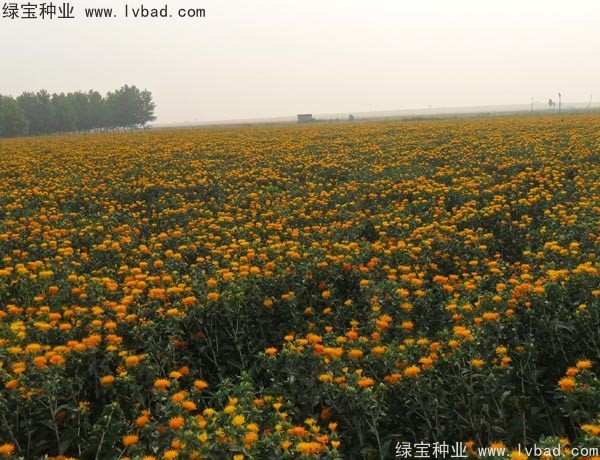 <a href='http://njszjj.com/yaocaizhongzi/2335.html' target='_blank'>紅花種子</a>