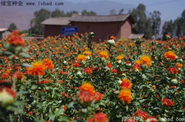 <a href='http://njszjj.com/yaocaizhongzi/2335.html' target='_blank'>紅花</a><a href='http://njszjj.com/' target='_blank'>種子</a>
