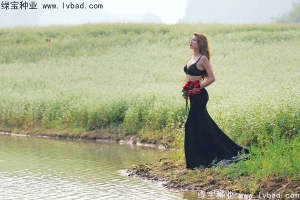<a href='http://njszjj.com/yaocaizhongzi/2336.html' target='_blank'>甜蕎麥種子</a>