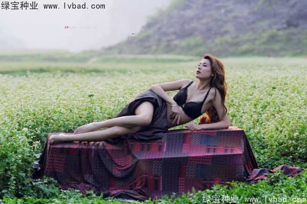 甜<a href='http://njszjj.com/yaocaizhongzi/2311.html' target='_blank'>蕎麥種子</a>