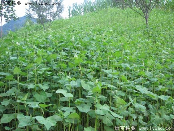 甜<a href='http://njszjj.com/yaocaizhongzi/2311.html' target='_blank'>蕎麥種子</a>