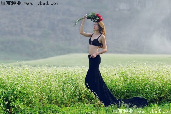 <a href='http://njszjj.com/yaocaizhongzi/2336.html' target='_blank'>甜蕎麥種子</a>