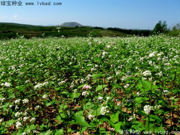 苦<a href='http://njszjj.com/yaocaizhongzi/2311.html' target='_blank'>蕎麥種子</a>
