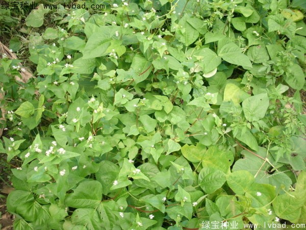 <a href='http://njszjj.com/yaocaizhongzi/2337.html' target='_blank'>苦蕎麥種子</a>