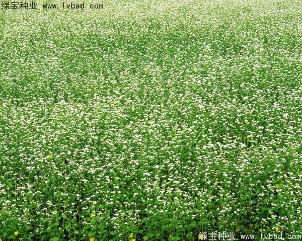 <a href='http://njszjj.com/yaocaizhongzi/2337.html' target='_blank'>苦蕎麥</a><a href='http://njszjj.com/' target='_blank'>種子</a>