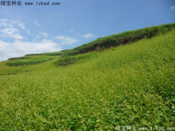 苦<a href='http://njszjj.com/yaocaizhongzi/2311.html' target='_blank'>蕎麥種子</a>