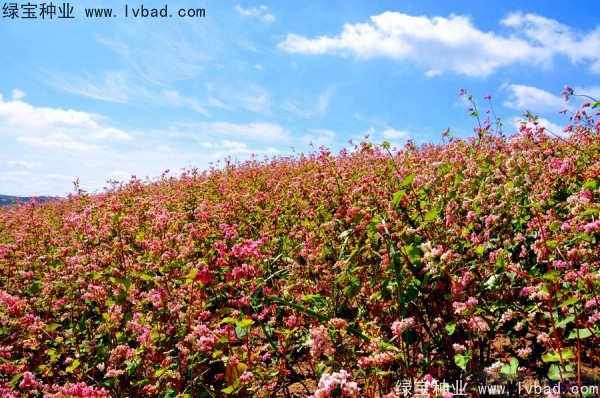 <a href='http://njszjj.com/yaocaizhongzi/2337.html' target='_blank'>苦蕎麥種子</a>