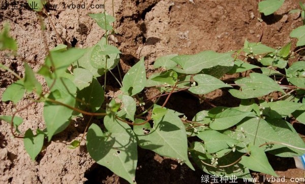 <a href='http://njszjj.com/yaocaizhongzi/2337.html' target='_blank'>苦蕎麥</a><a href='http://njszjj.com/' target='_blank'>種子</a>