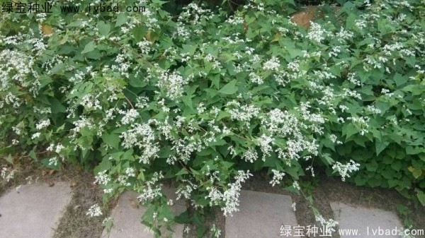 <a href='http://njszjj.com/yaocaizhongzi/2337.html' target='_blank'>苦蕎麥種子</a>