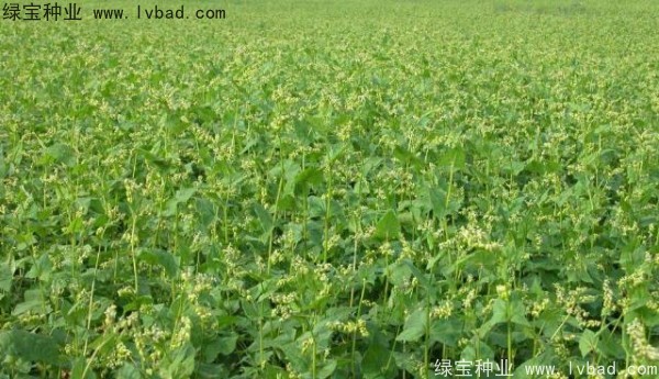 苦<a href='http://njszjj.com/yaocaizhongzi/2311.html' target='_blank'>蕎麥種子</a>