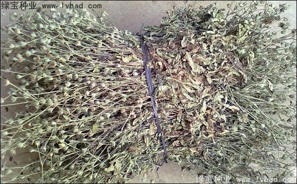 <a href='http://njszjj.com/yaocaizhongzi/2338.html' target='_blank'>白花蛇草種子</a>