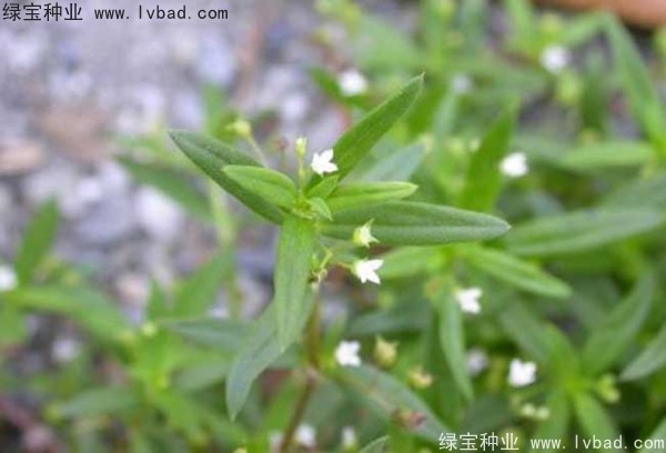 白花蛇草<a href='http://njszjj.com/' target='_blank'>種子</a>