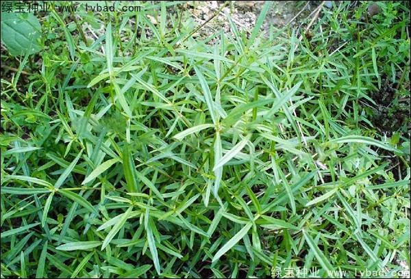 <a href='http://njszjj.com/yaocaizhongzi/2338.html' target='_blank'>白花蛇草</a><a href='http://njszjj.com/' target='_blank'>種子</a>