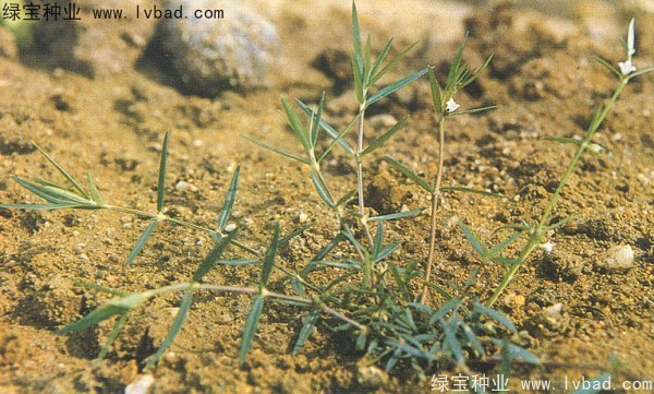 白花蛇草<a href='http://njszjj.com/' target='_blank'>種子</a>