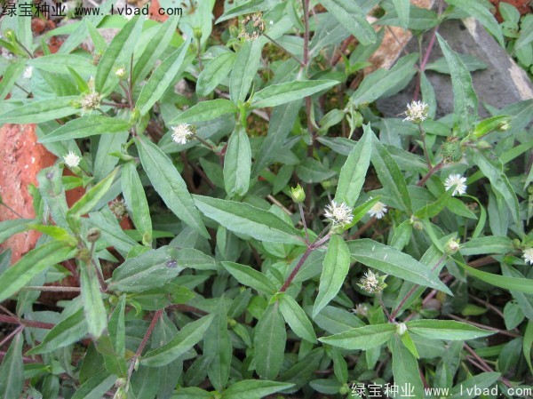 <a href='http://njszjj.com/yaocaizhongzi/2338.html' target='_blank'>白花蛇草種子</a>