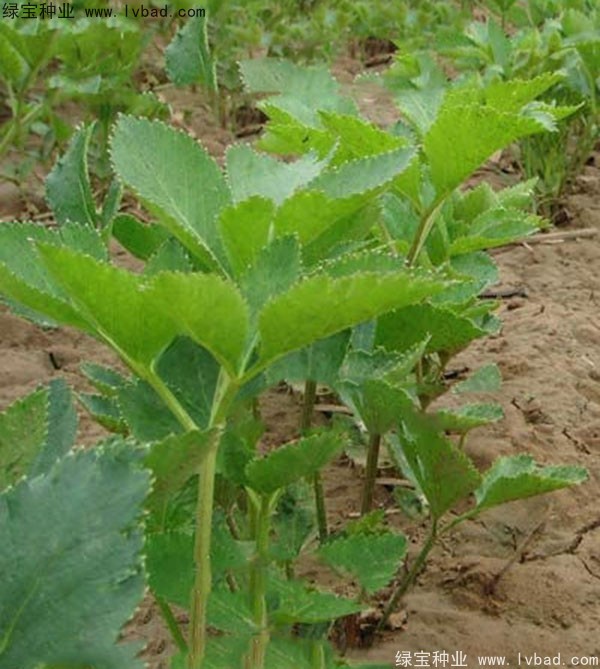 <a href='http://njszjj.com/yaocaizhongzi/2339.html' target='_blank'>白芷種子</a>