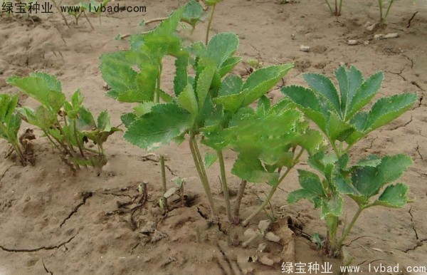 <a href='http://njszjj.com/yaocaizhongzi/2339.html' target='_blank'>白芷種子</a>