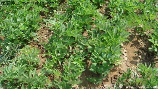 <a href='http://njszjj.com/yaocaizhongzi/2339.html' target='_blank'>白芷種子</a>