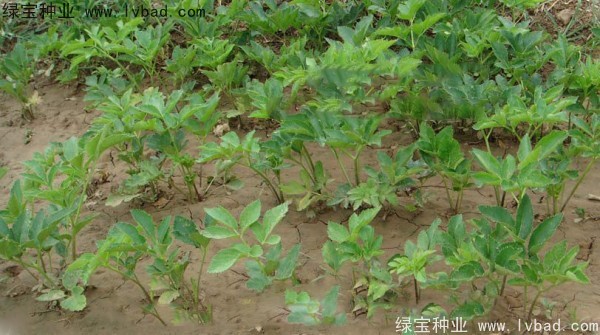 <a href='http://njszjj.com/yaocaizhongzi/2339.html' target='_blank'>白芷</a><a href='http://njszjj.com/' target='_blank'>種子</a>