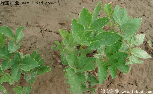 <a href='http://njszjj.com/yaocaizhongzi/2339.html' target='_blank'>白芷</a><a href='http://njszjj.com/' target='_blank'>種子</a>