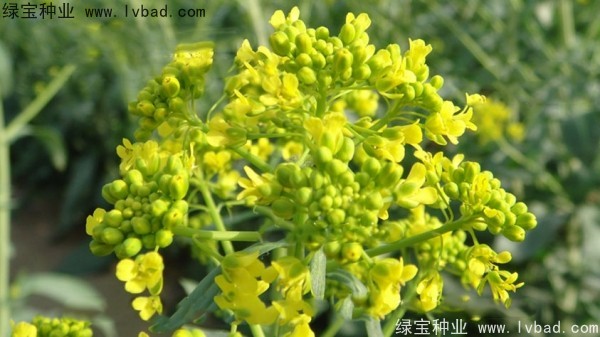<a href='http://njszjj.com/yaocaizhongzi/2340.html' target='_blank'>板藍(lán)根種子</a>
