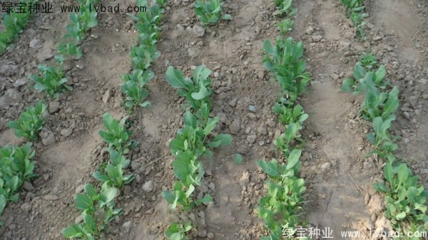 <a href='http://njszjj.com/yaocaizhongzi/2340.html' target='_blank'>板藍(lán)根種子</a>