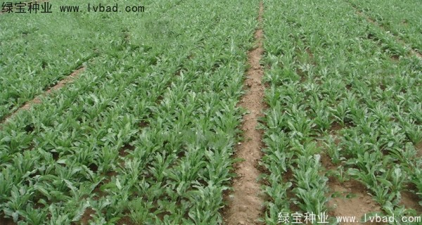 板藍(lán)根<a href='http://njszjj.com/' target='_blank'>種子</a>
