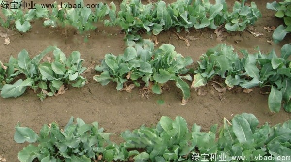 板藍(lán)根<a href='http://njszjj.com/' target='_blank'>種子</a>