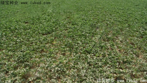 <a href='http://njszjj.com/yaocaizhongzi/2342.html' target='_blank'>北沙參種子</a>