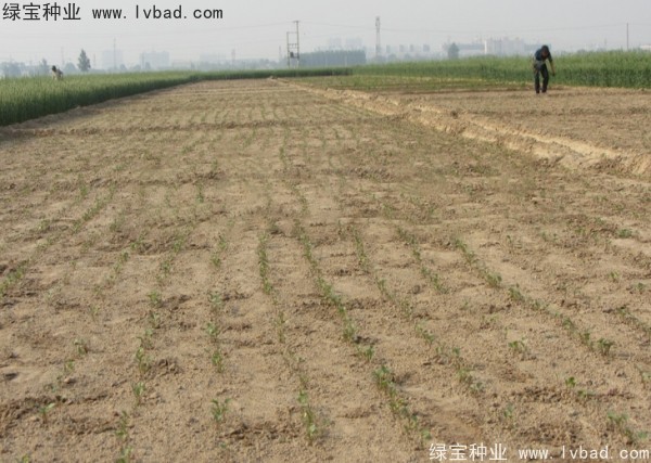 <a href='http://njszjj.com/yaocaizhongzi/2342.html' target='_blank'>北沙參</a><a href='http://njszjj.com/' target='_blank'>種子</a>