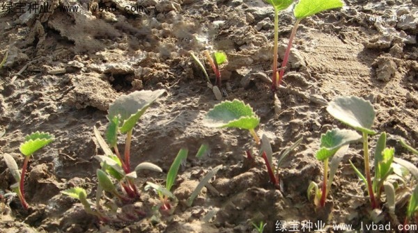 <a href='http://njszjj.com/yaocaizhongzi/2342.html' target='_blank'>北沙參種子</a>