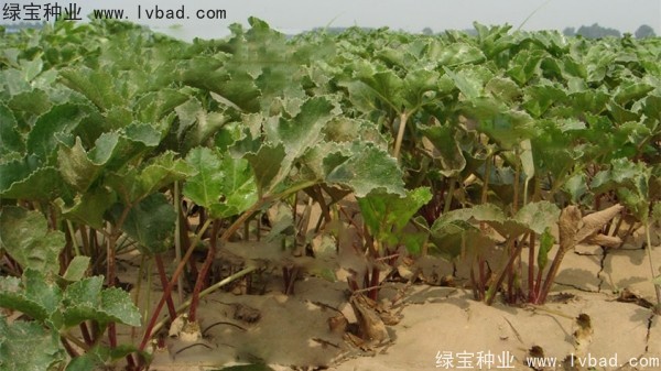 北沙參<a href='http://njszjj.com/' target='_blank'>種子</a>