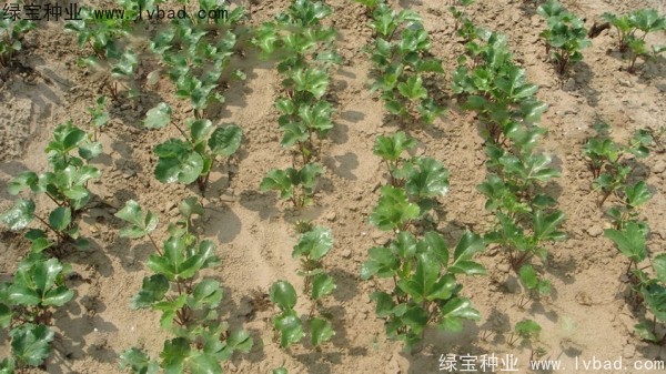 <a href='http://njszjj.com/yaocaizhongzi/2342.html' target='_blank'>北沙參種子</a>