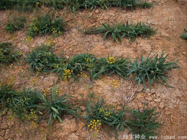 <a href='http://njszjj.com/yaocaizhongzi/2343.html' target='_blank'>柴胡種子</a>