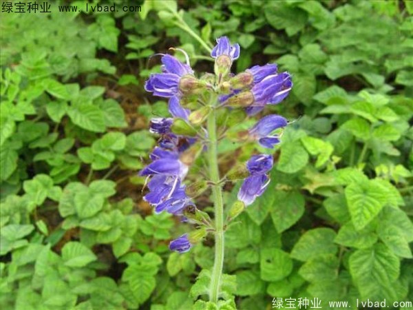 <a href='http://njszjj.com/yaocaizhongzi/2345.html' target='_blank'>丹參種子</a>