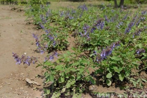 <a href='http://njszjj.com/yaocaizhongzi/2345.html' target='_blank'>丹參種子</a>